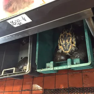 a turtle in a container