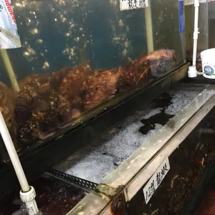 a fish in a fish market