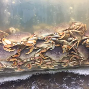 a large group of crabs
