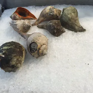 a variety of shells on ice