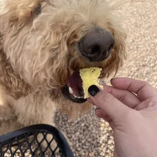 Scout enjoying the eggs.