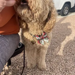 Scout having a little bite of bacon.
