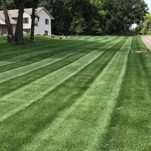a freshly mowed lawn