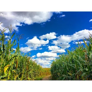 A walk through the maze on a beautiful day!