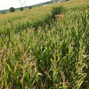 Got corn
