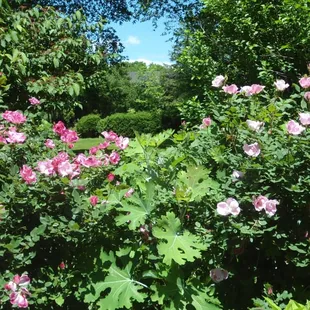 Summer time in the Gardens of Liberty Hall Historic Site