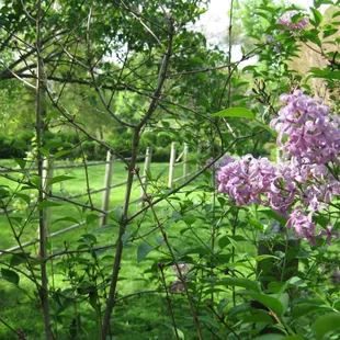Gardens of Liberty Hall Historic Site
