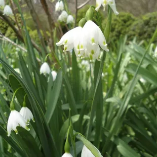 Spring time in the Gardens of Liberty Hall Historic Site