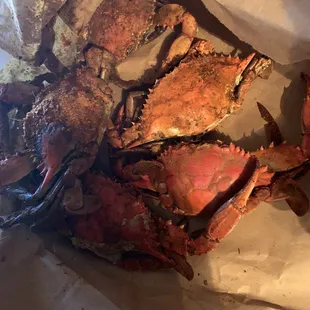 1/2 Dozen of XL males