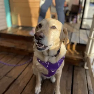Dog friendly patio