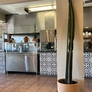 Cacti with Sombreros!