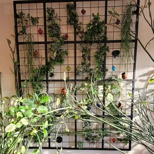 salads, interior