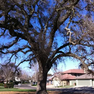 Nice big tree. Picnic anyone?