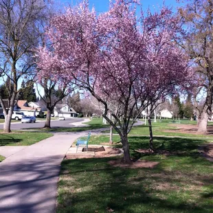 Beautiful tree, infront of the Rose Garden.