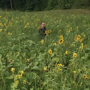 Pick sunflowers at brewery