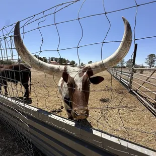 Free to enter. Unfortunately they don't have their Camel or lion. But the bulls, emu, ostriches and tortoise were great to see!