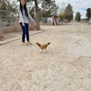 a woman feeding a chicken