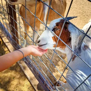a kid feeding a goat through a fence