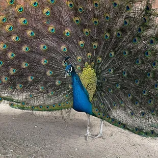 Peacock
