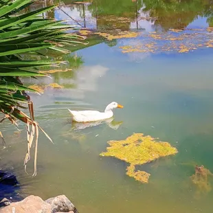 a duck swimming in a pond