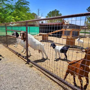 goats and goats in a fenced in area