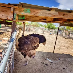 an ostrich in a fenced in area