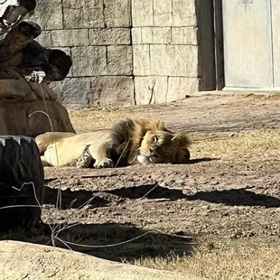 a lion and a lioness laying on the ground