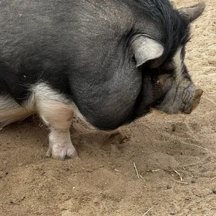 Big pig