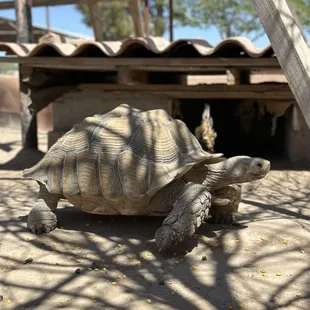 Tortoise