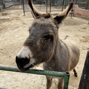 Donkey