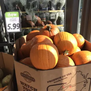 Pumpkin sales
