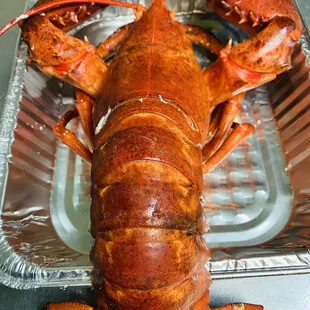 Steam lobster