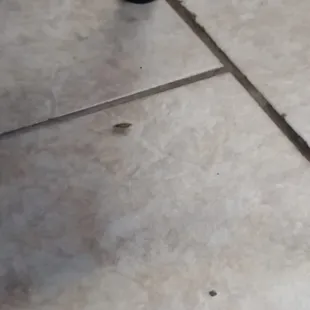 roach at lieu&apos;s
