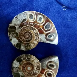 Ammonites