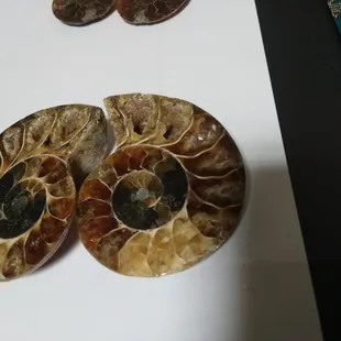 Ammonites