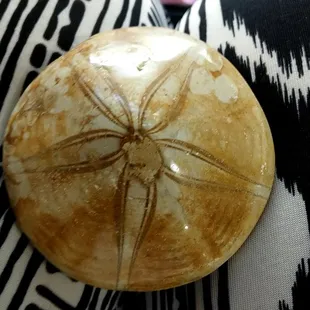 Sand Dollar