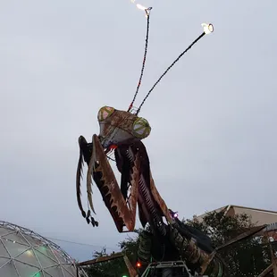 Praying mantis ready to greet everyone