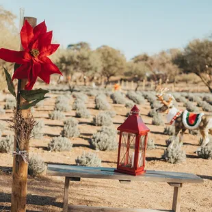 Christmas at the Lavender Farm!