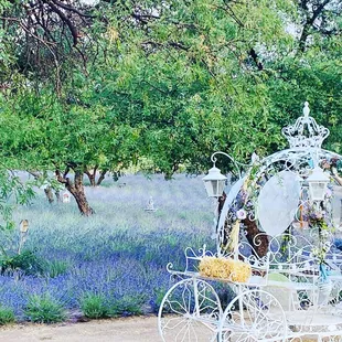 Cinderella carriage in the field!