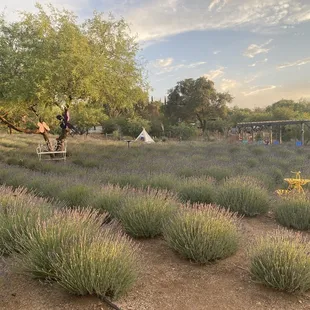 Live music at the lavender field