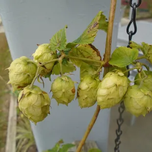 More hops...