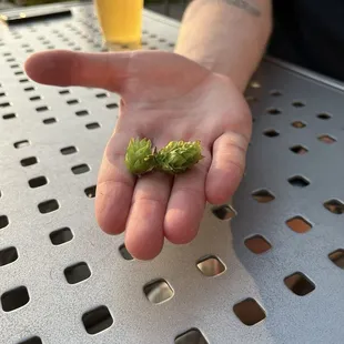 Hops on the patio!