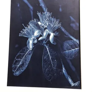 Cyanotype photograph by Eugene Starobinskiy