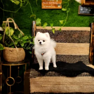 My dog likes it here