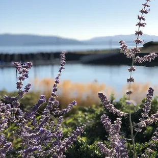 Food matches the Incredible patio and views of the Marina, San Juan Islands Lummi Island