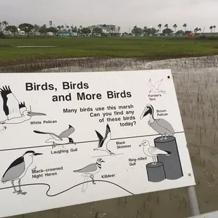 The birds