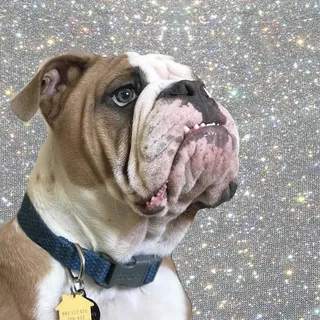 El Gordo B.
