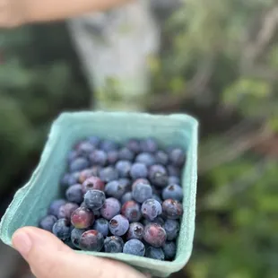 Blueberry picking