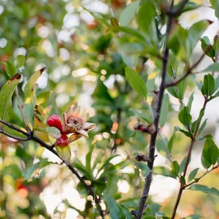 red berries on a tree