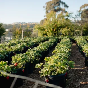 rows of strawberry plants